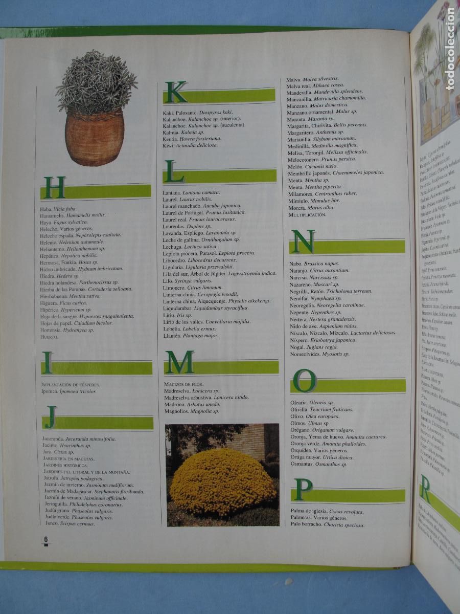 Libros: EL LIBRO DE ORO DE LAS PLANTAS Y LOS JARDINES.- EDICIONES NOBEL. - Foto 4