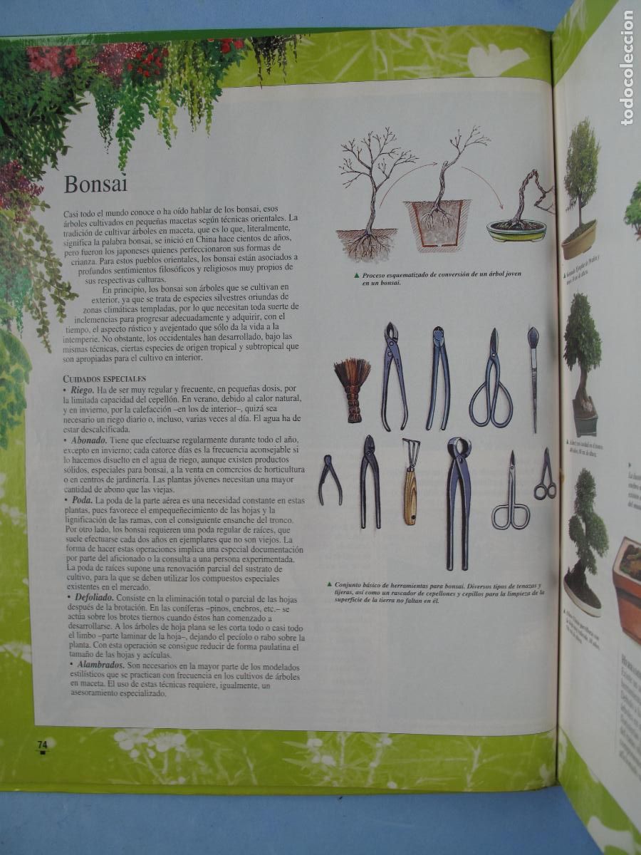 Libros: EL LIBRO DE ORO DE LAS PLANTAS Y LOS JARDINES.- EDICIONES NOBEL. - Foto 6