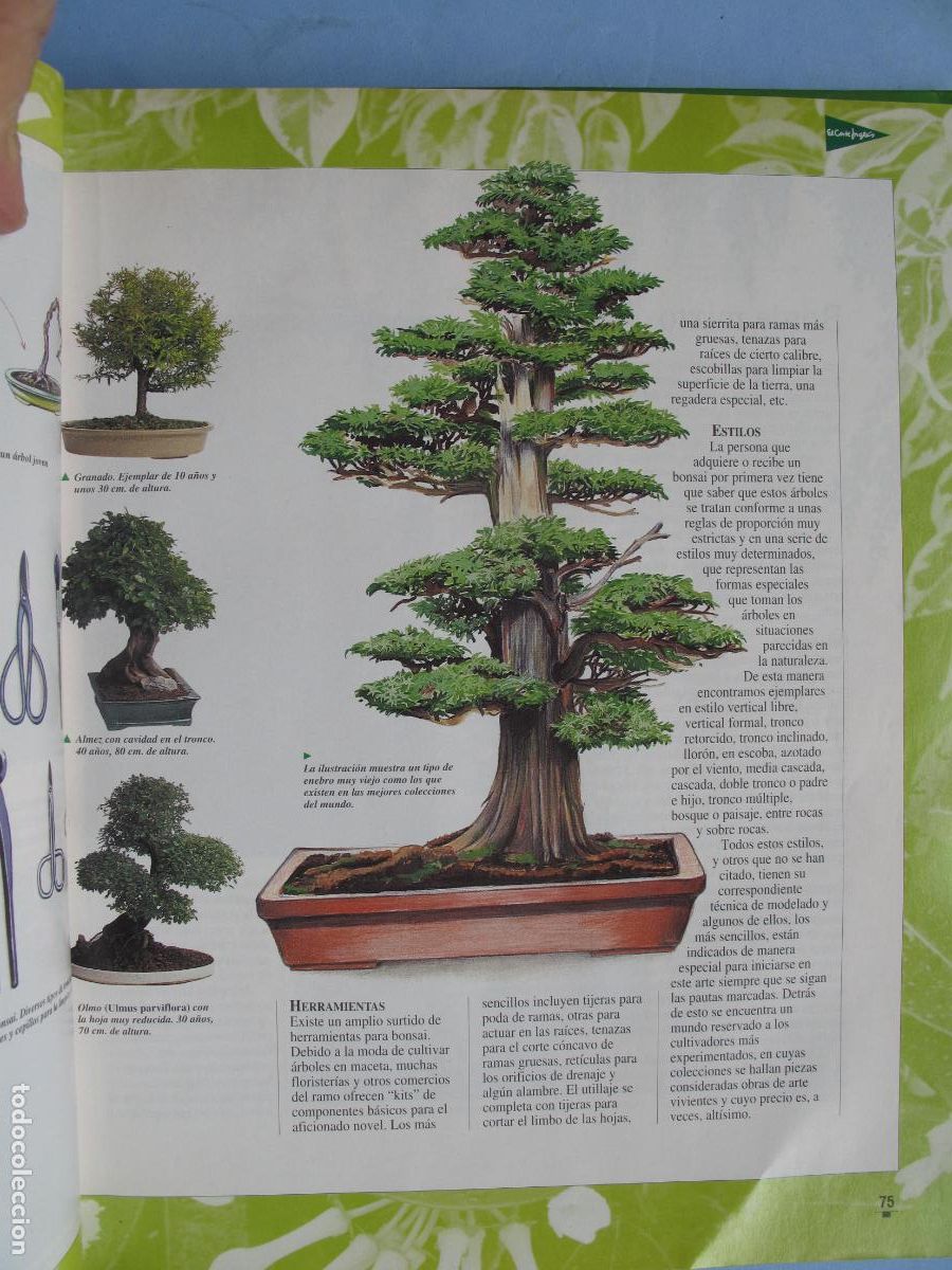 Libros: EL LIBRO DE ORO DE LAS PLANTAS Y LOS JARDINES.- EDICIONES NOBEL. - Foto 7