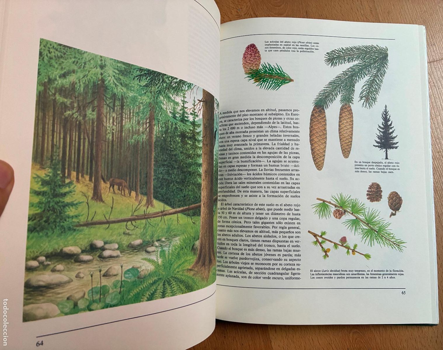 Libros: LA VIDA EN LA MONTA&Ntilde;A, Susaeta - Foto 3
