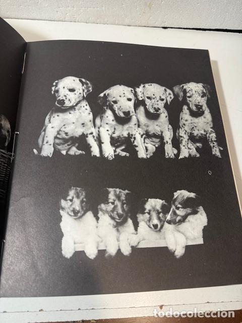 Libros: LOS PERROS MAS HERMOSOS ALFRED BARBOU - Foto 2