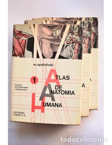 Libros: Atlas de anatom&iacute;a humana - SPALTEHOLZ, Werner - Foto 1