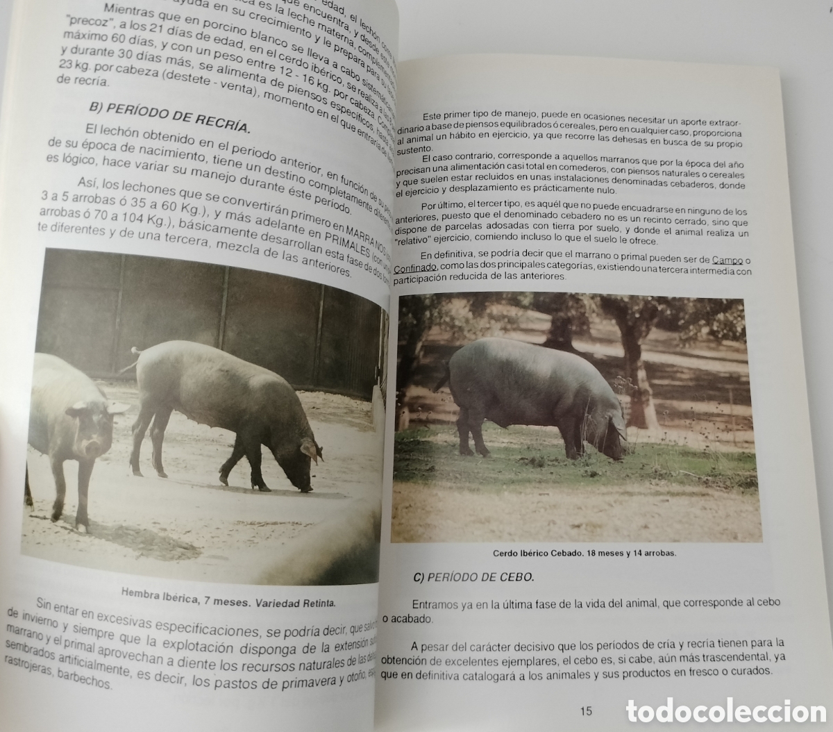 Libros: EL CERDO IB&Eacute;RICO. AECERIBER. DEHESA DE EXTREMADURA - Foto 3