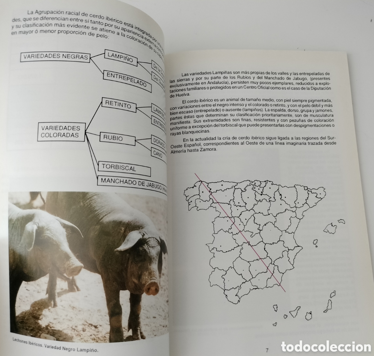 Libros: EL CERDO IB&Eacute;RICO. AECERIBER. DEHESA DE EXTREMADURA - Foto 4