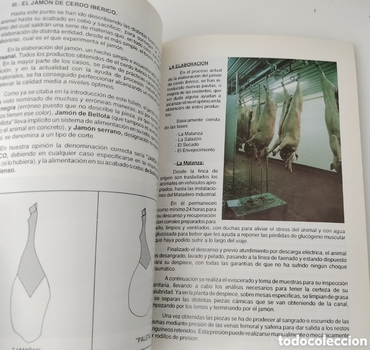 Libros: EL CERDO IB&Eacute;RICO. AECERIBER. DEHESA DE EXTREMADURA - Foto 5