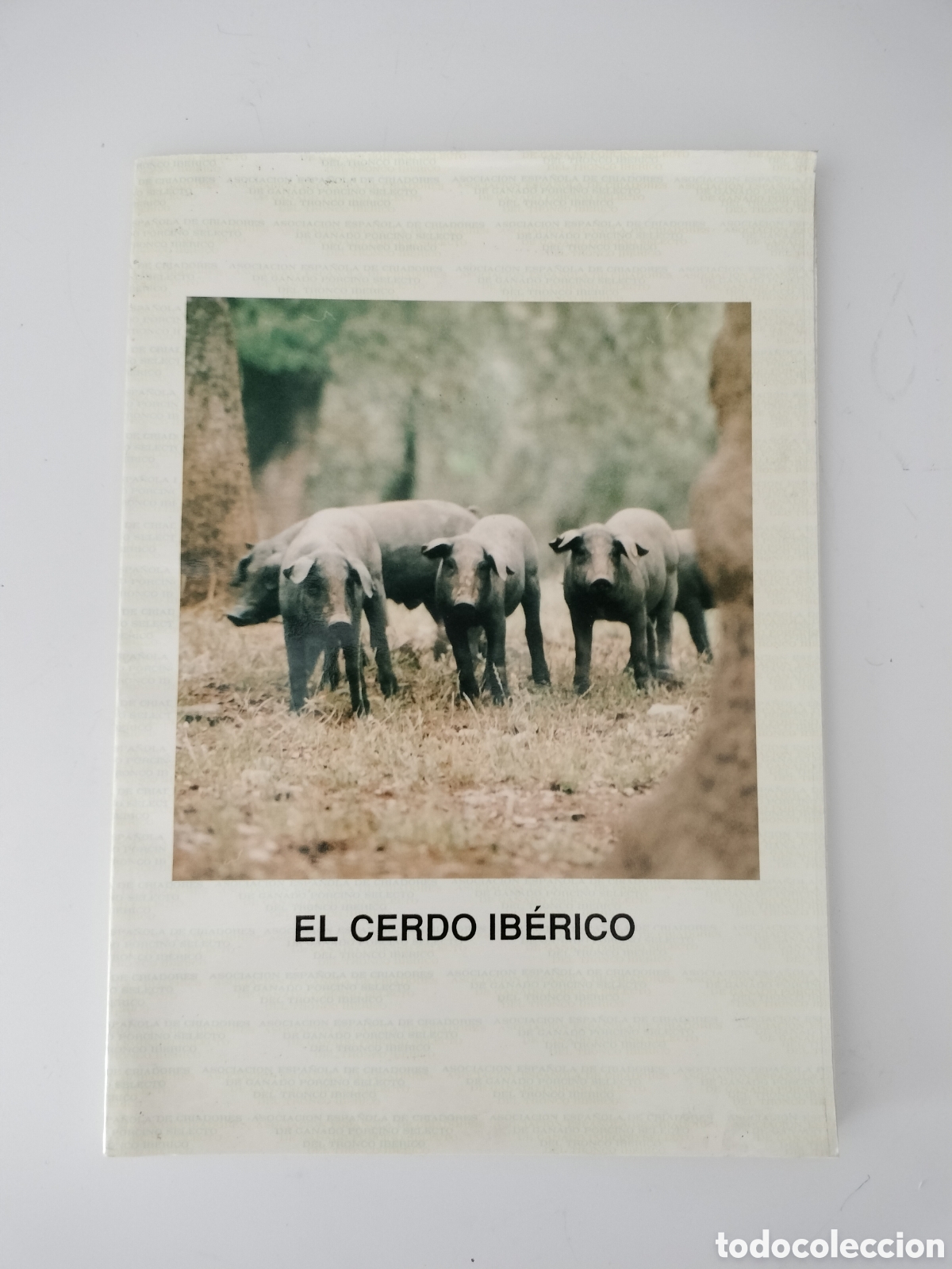 Libros: EL CERDO IB&Eacute;RICO. AECERIBER. DEHESA DE EXTREMADURA - Foto 1