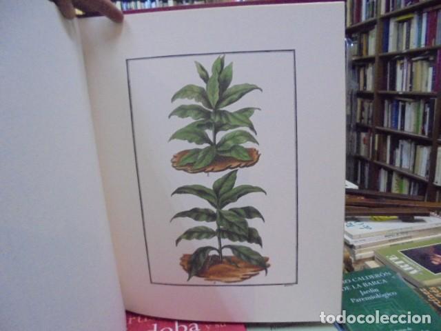 Libros: Nicol&aacute;s Josef Rap&uacute;n - YNSTRUCCI&Oacute;N GENERAL DE EL CULTIBO DE TABACOS. - Foto 2