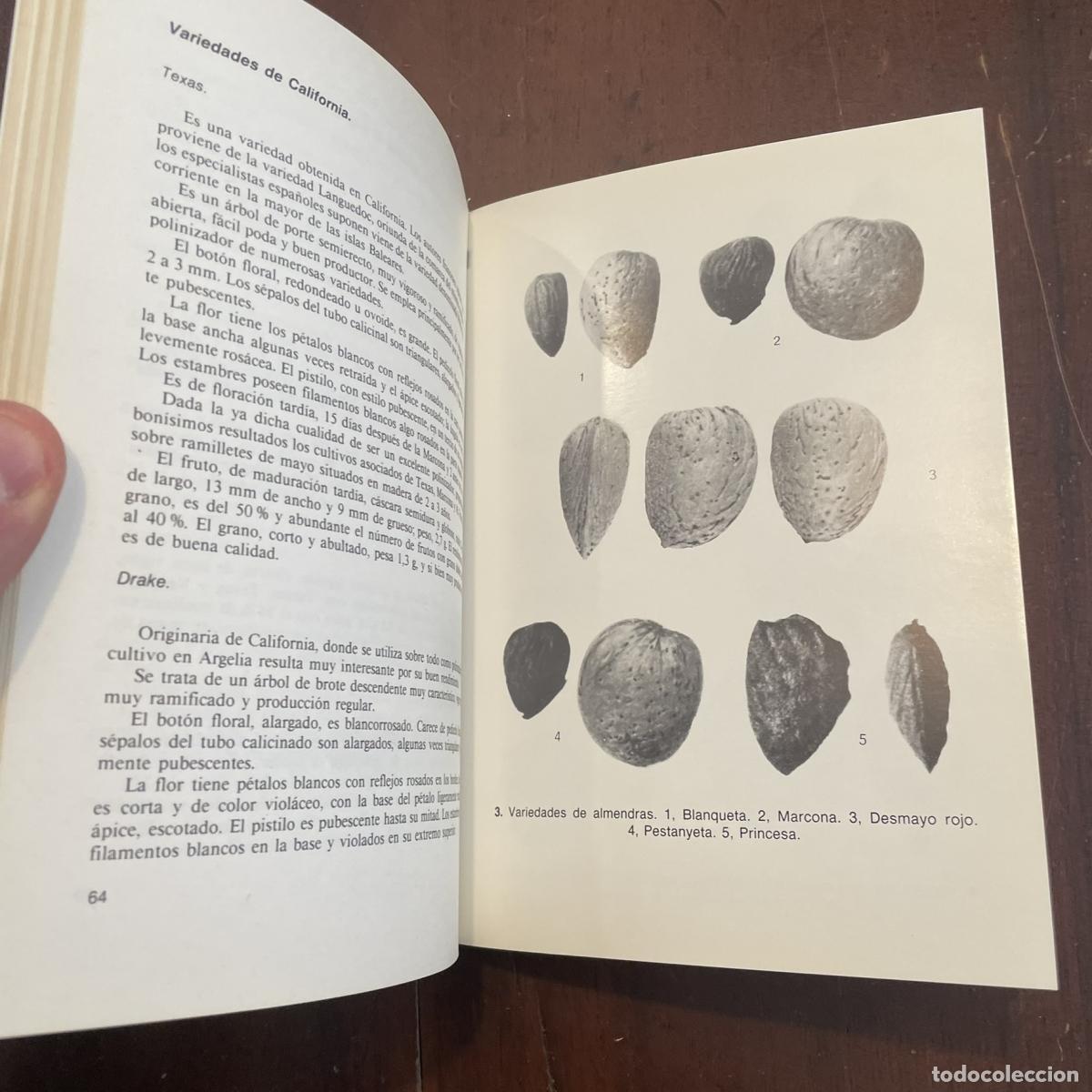 Libros: Cultivo moderno del almendro - Leandro Ibar - Foto 2