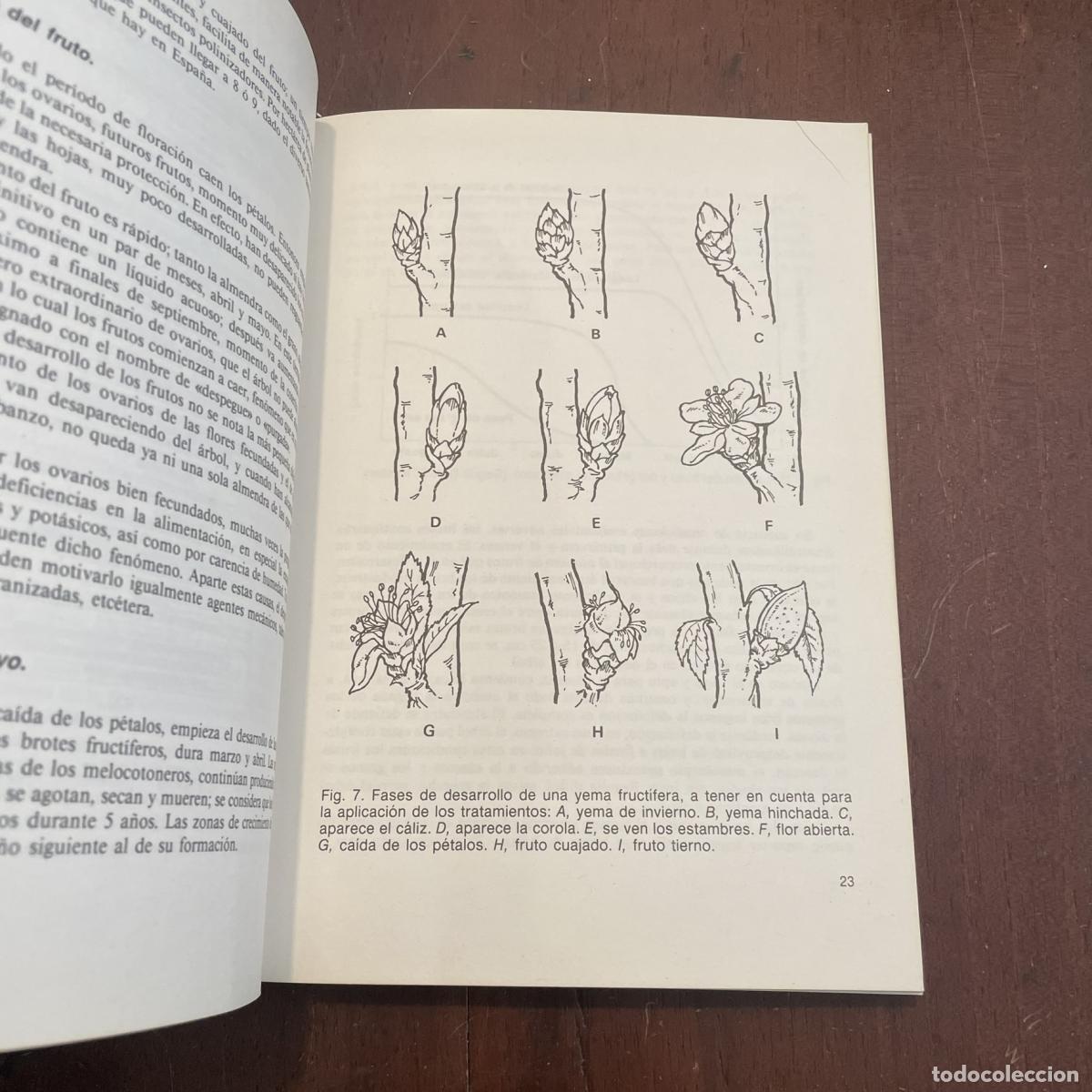 Libros: Cultivo moderno del almendro - Leandro Ibar - Foto 3