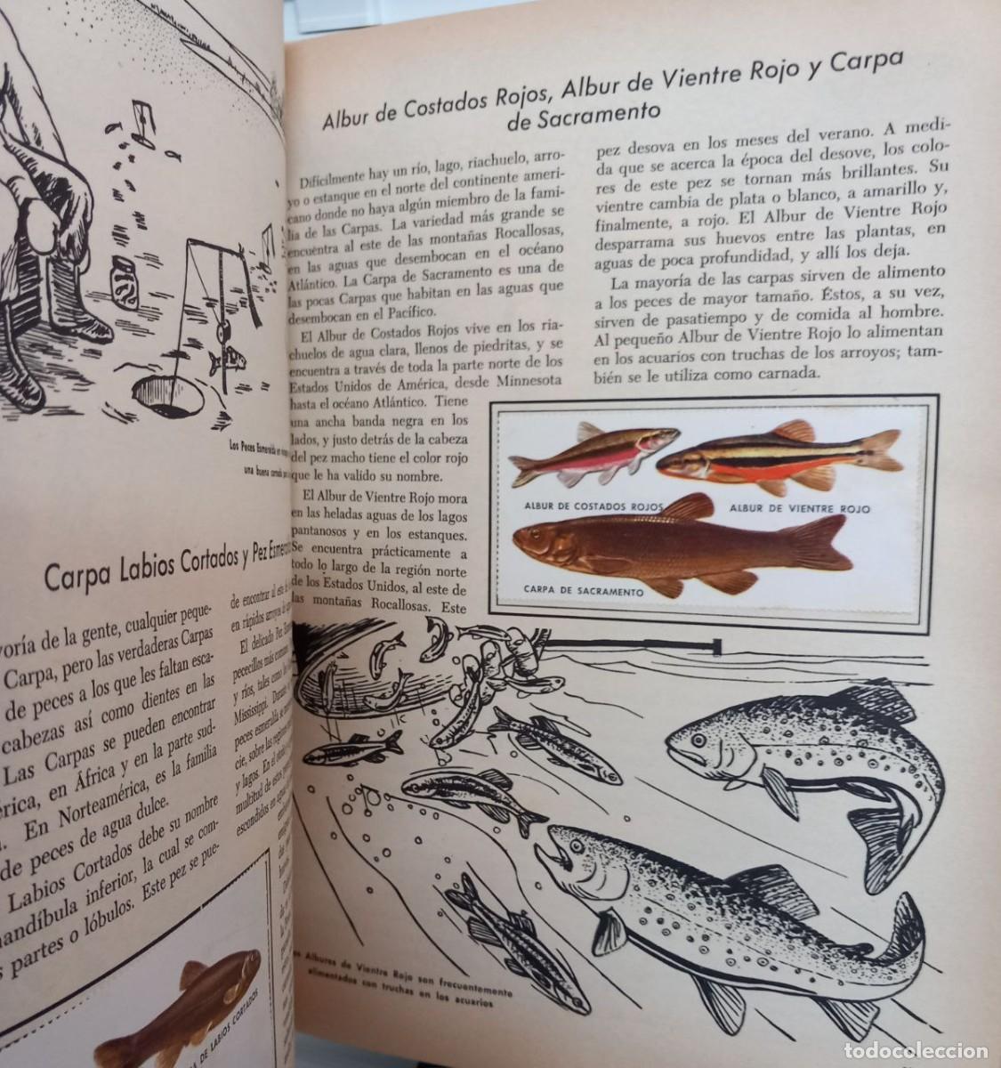 Libros: Un libro de oro de estampas. Peces. N&ordm; 22. - Foto 3