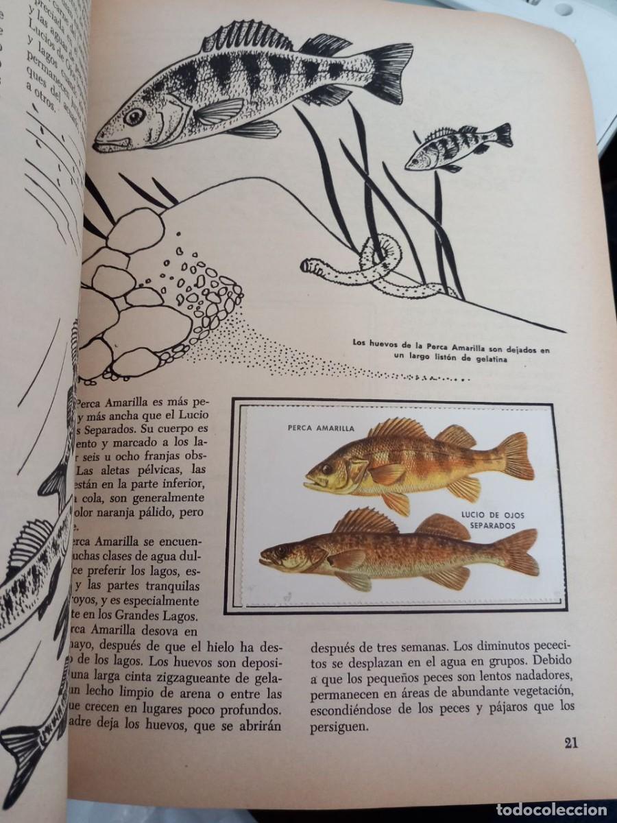Libros: Un libro de oro de estampas. Peces. N&ordm; 22. - Foto 5