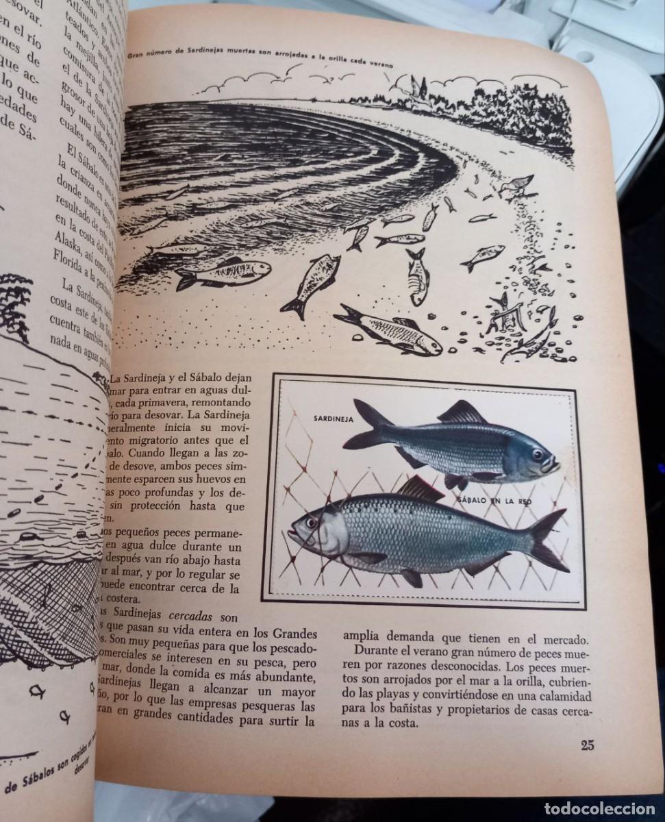 Libros: Un libro de oro de estampas. Peces. N&ordm; 22. - Foto 6