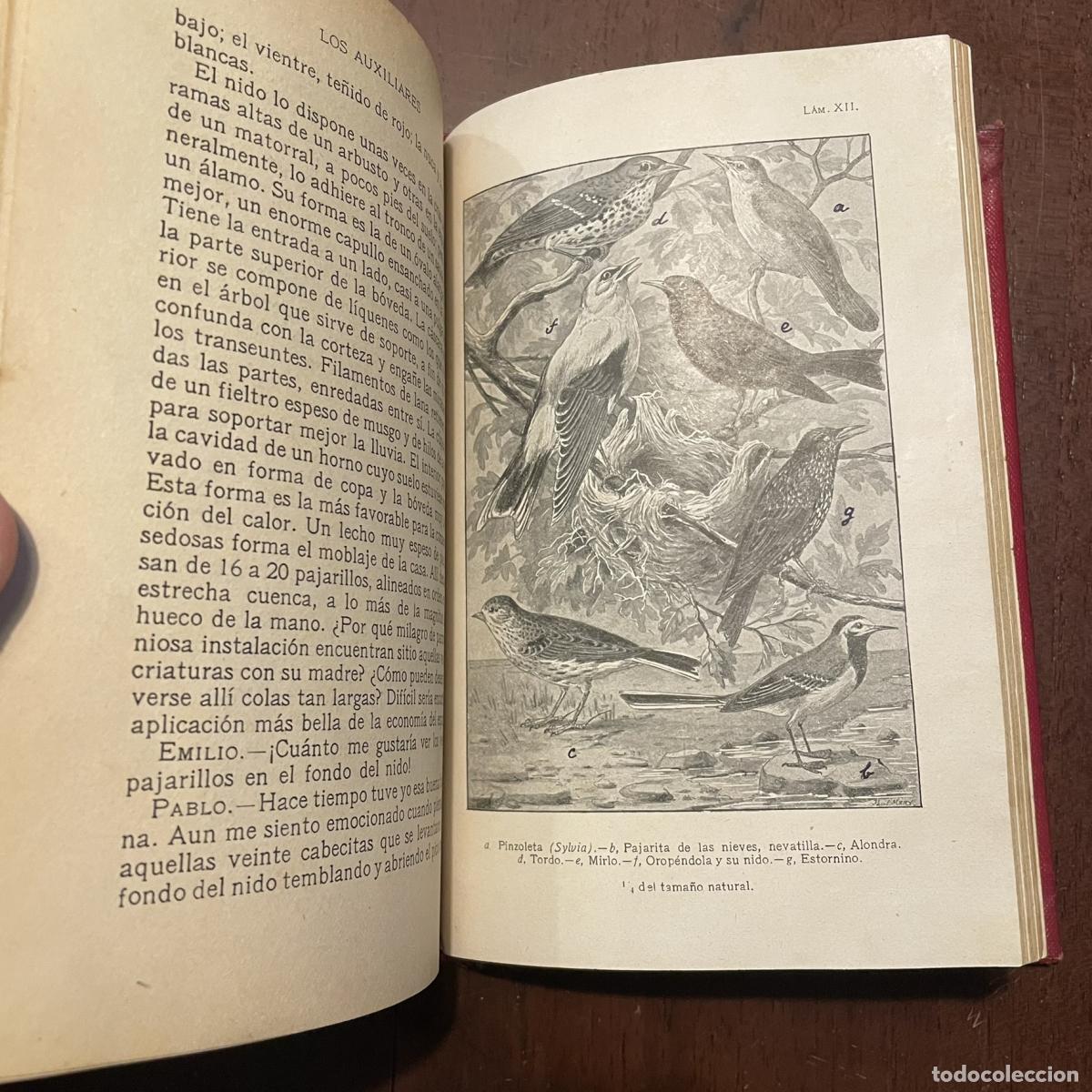Libros: Los auxiliares - Jean-Henri Fabre - Foto 2