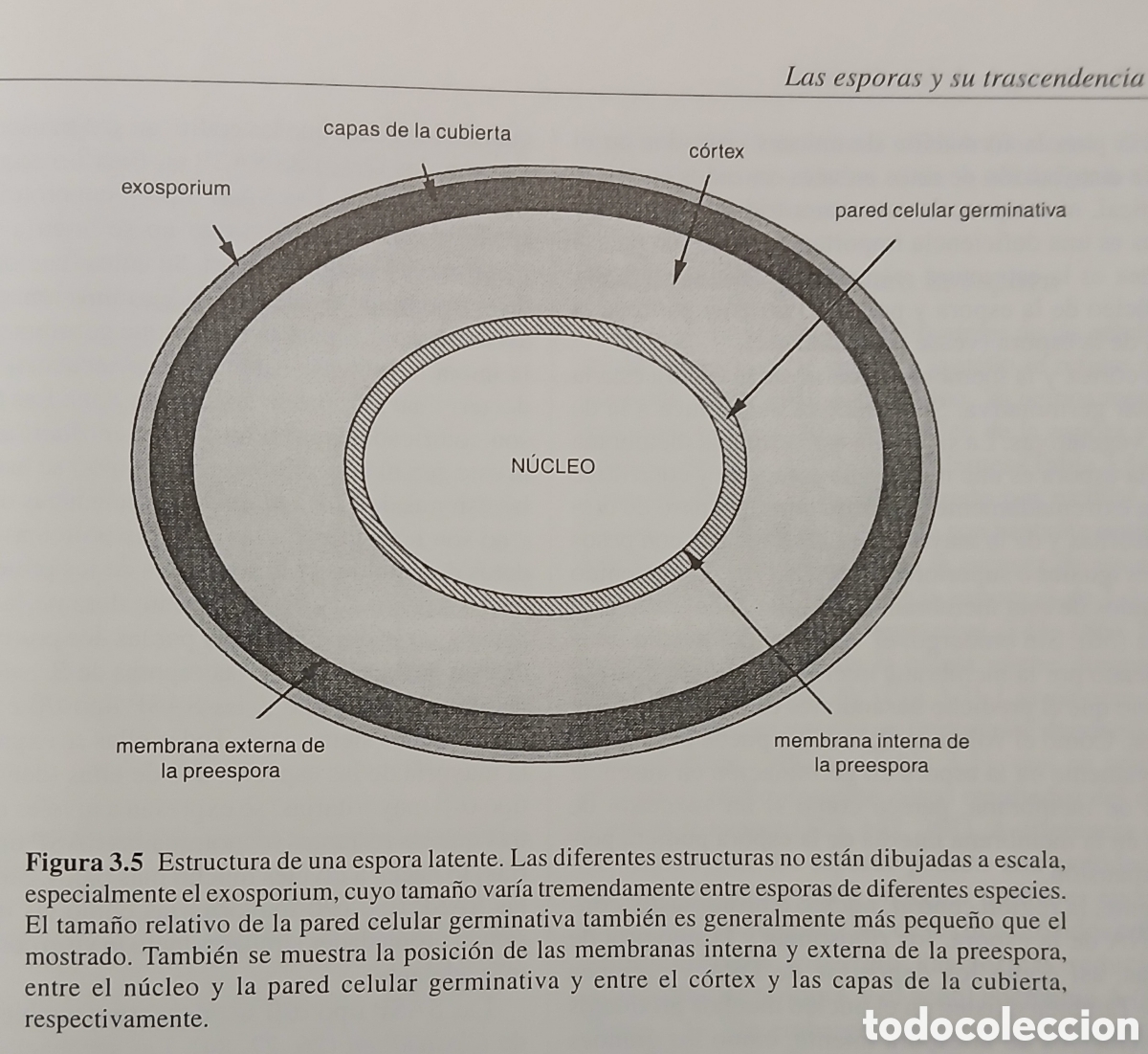 Libros: Microbiologia de los Alimentos - Foto 5