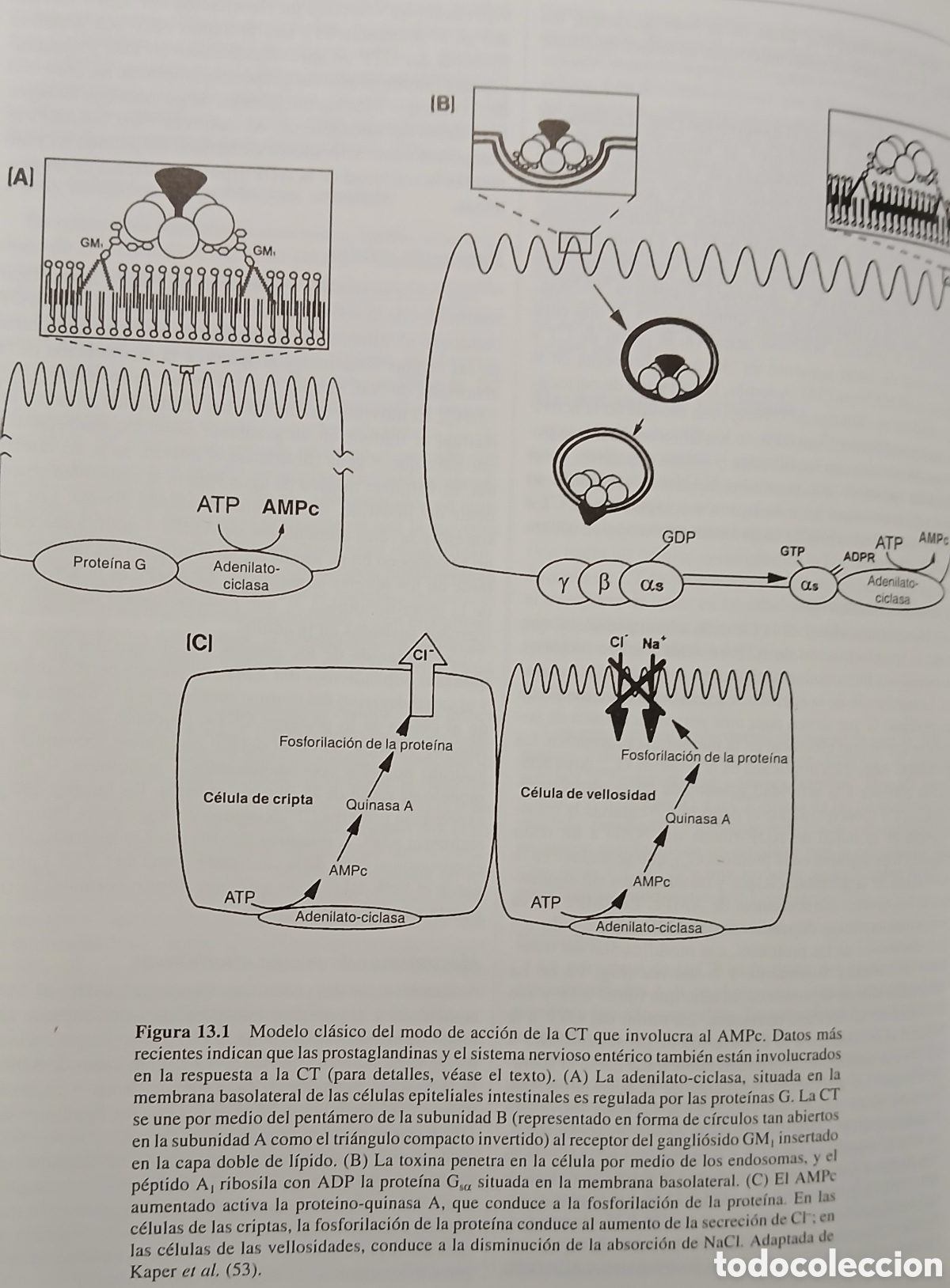 Libros: Microbiologia de los Alimentos - Foto 6