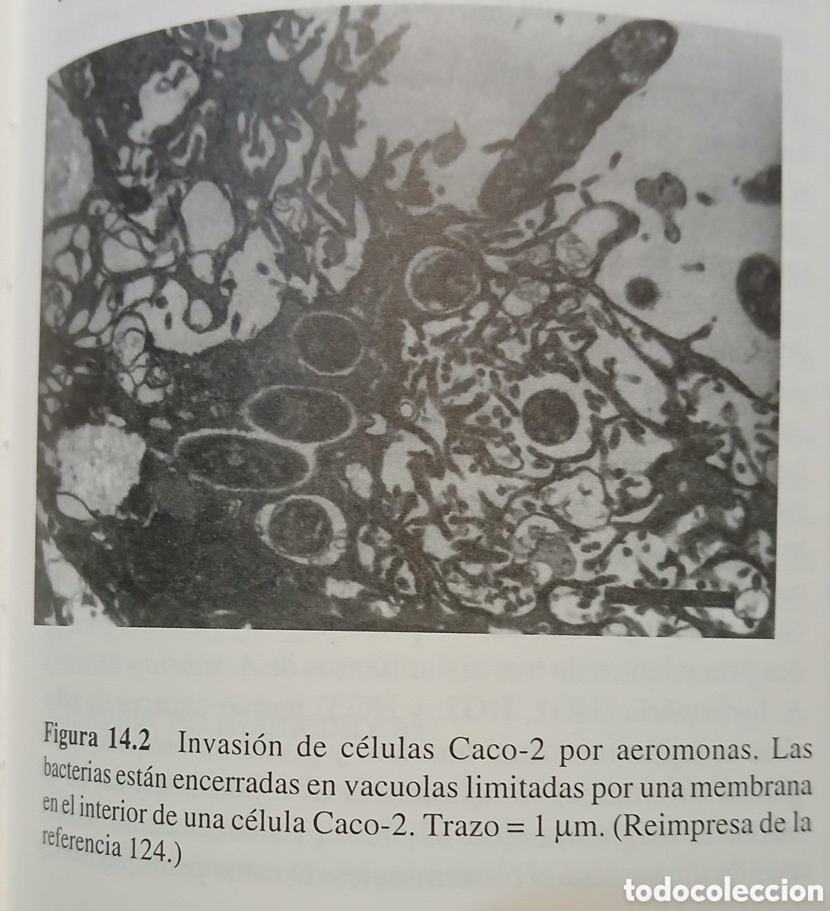 Libros: Microbiologia de los Alimentos - Foto 7