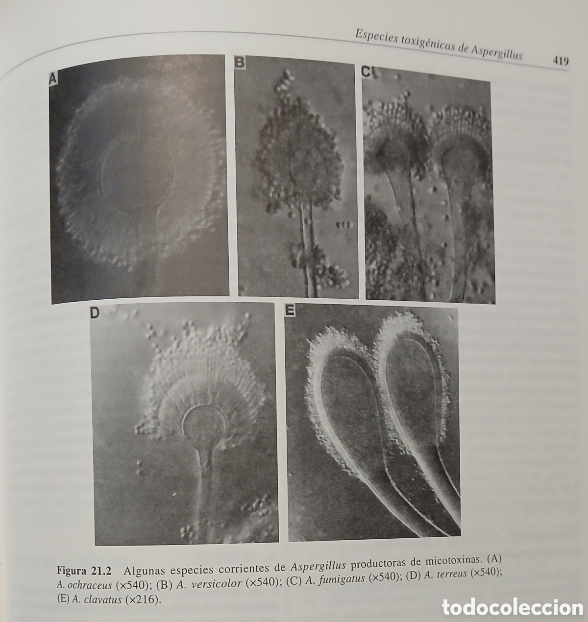 Libros: Microbiologia de los Alimentos - Foto 8