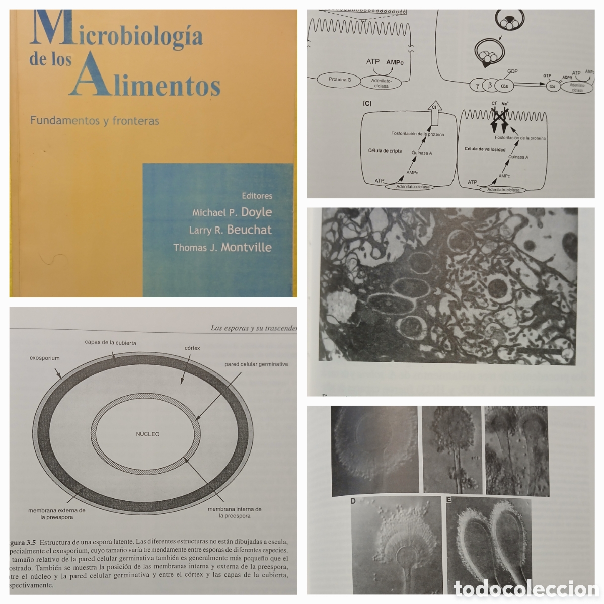 Libros: Microbiologia de los Alimentos - Foto 1