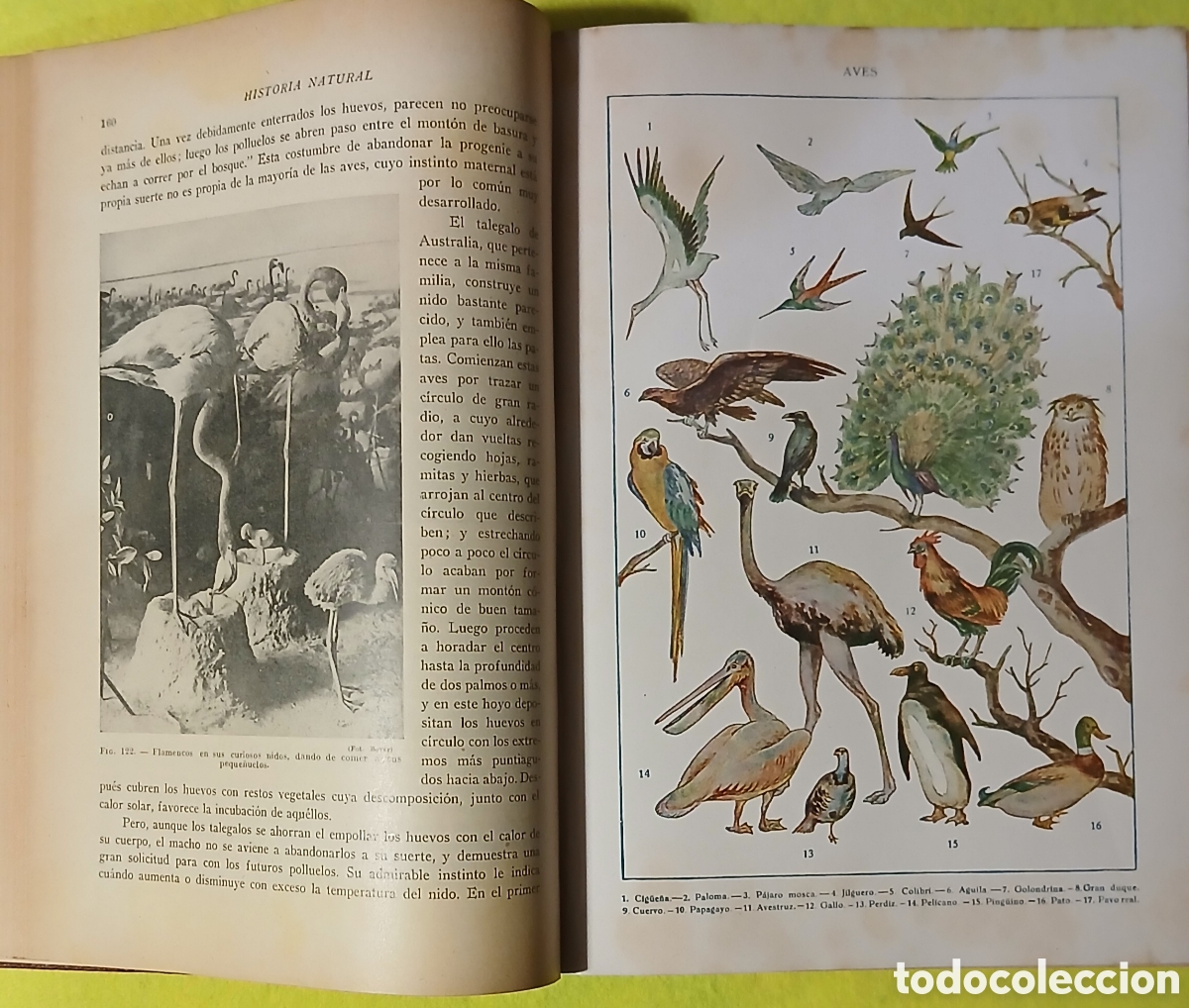 Libros: Historia natural de la creaci&oacute;n - Foto 4
