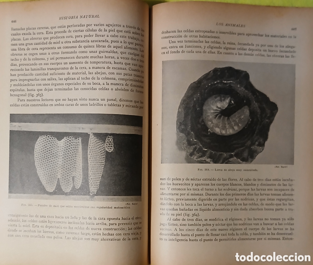 Libros: Historia natural de la creaci&oacute;n - Foto 5