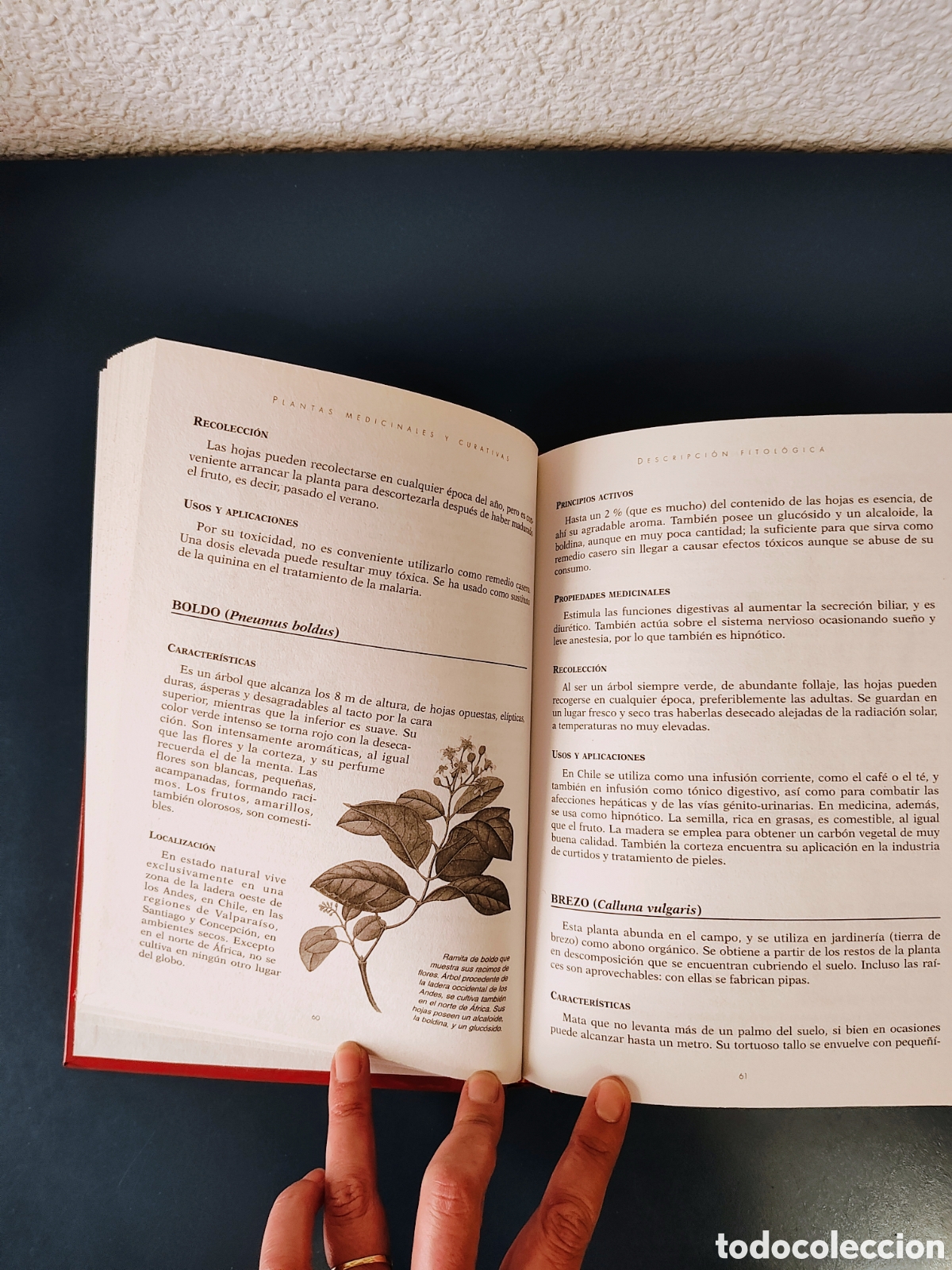 Libros: Libro Plantas medicinales y curativas - Foto 2