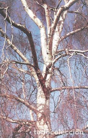 Libros: POLUNIN, Oleg.- - Arboles y arbustos de Europa. - Foto 1