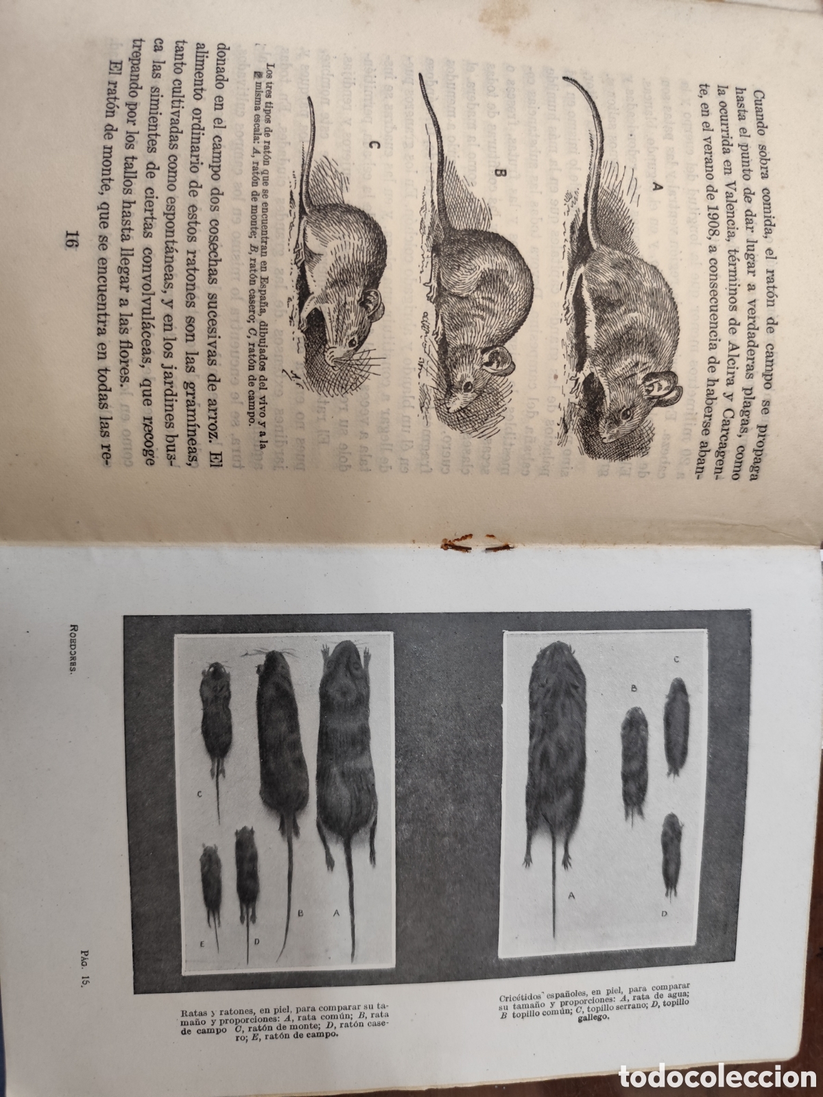 Libros: ROEDORES DEL CAMPO Y DE LOS ALMACENES - CABRERA,Angel. - Foto 4