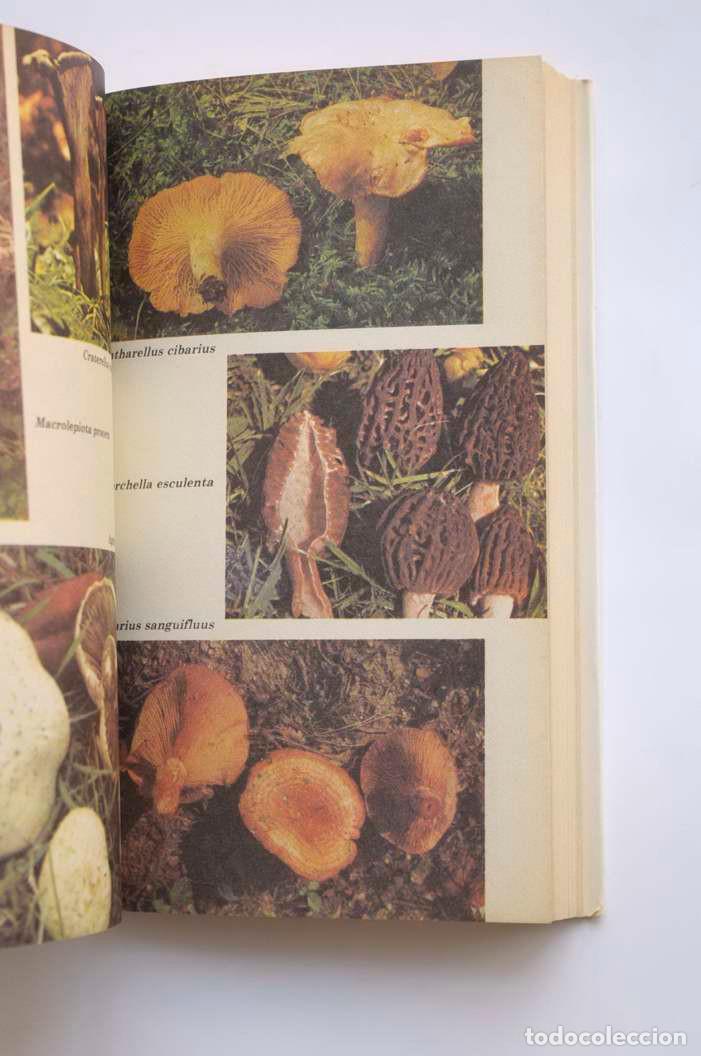 Libros: Manual de las setas - LAPITZ MENDIA, Juan Jos&eacute; - Foto 3