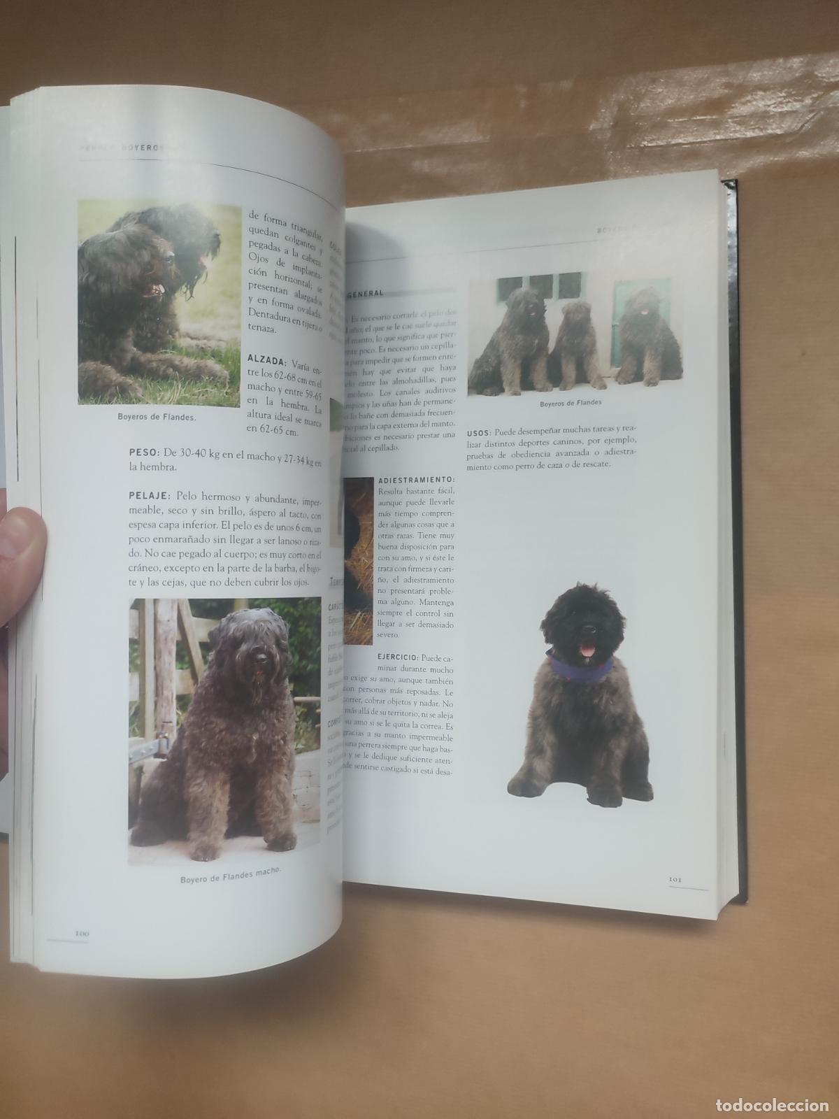 Libros: ENCICLOPEDIA DE LOS PERROS. - ESTHER VERHOEF. - Foto 5