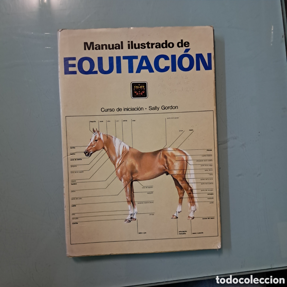 Libros: Sally Gordon, Manual ilustrado de equitacion - Foto 1
