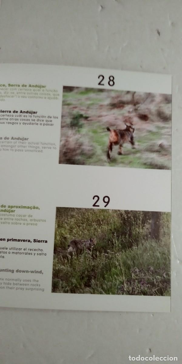 Libros: Tierra de Linces Andoni Canela - Foto 4