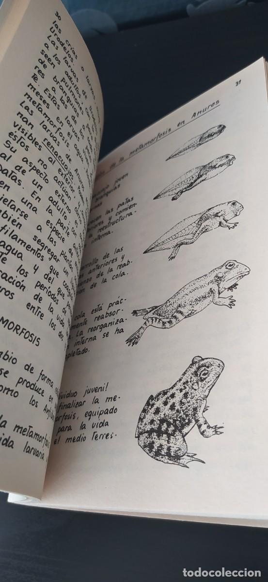 Libros: LIBRO LOS ANFIBIOS Y REPTILES EDICIONES PENTHALON - Foto 6