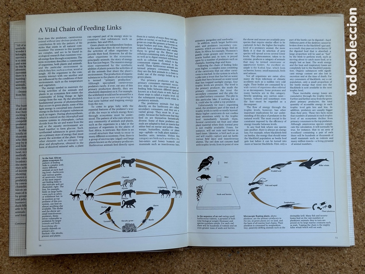 Libros: LIBRO THE HUNTERS LIBRO LOS CAZADORES 1978 - Foto 4