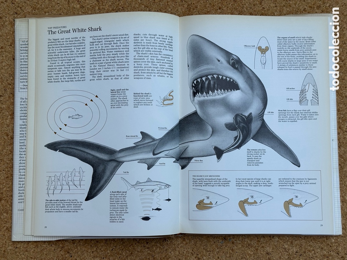 Libros: LIBRO THE HUNTERS LIBRO LOS CAZADORES 1978 - Foto 6