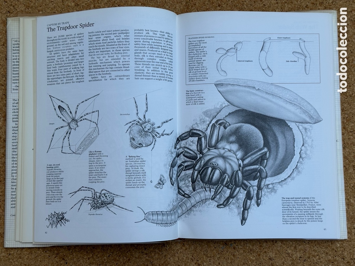 Libros: LIBRO THE HUNTERS LIBRO LOS CAZADORES 1978 - Foto 7