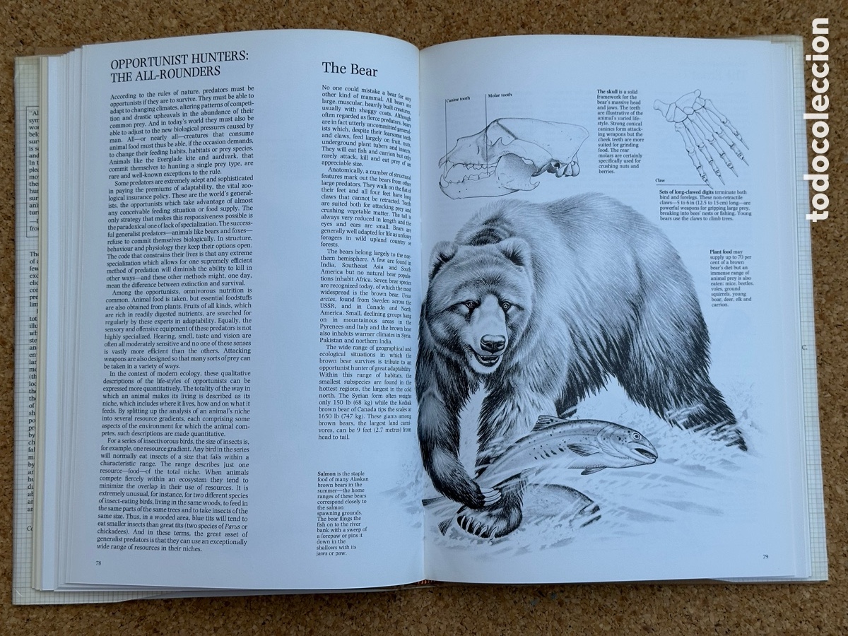 Libros: LIBRO THE HUNTERS LIBRO LOS CAZADORES 1978 - Foto 8