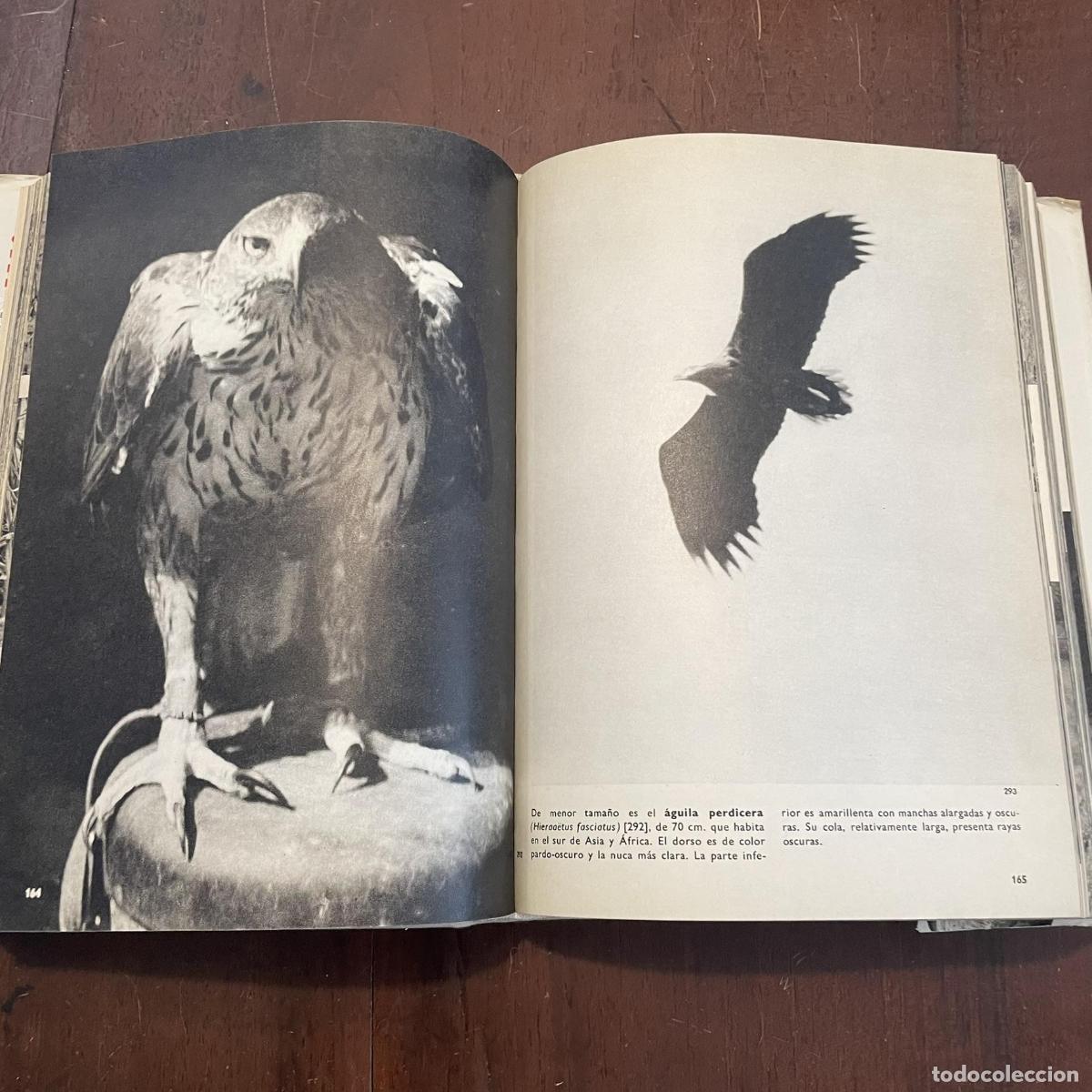 Libros: Gran enciclopedia ilustrada de las aves - J. Hanzak - Foto 2