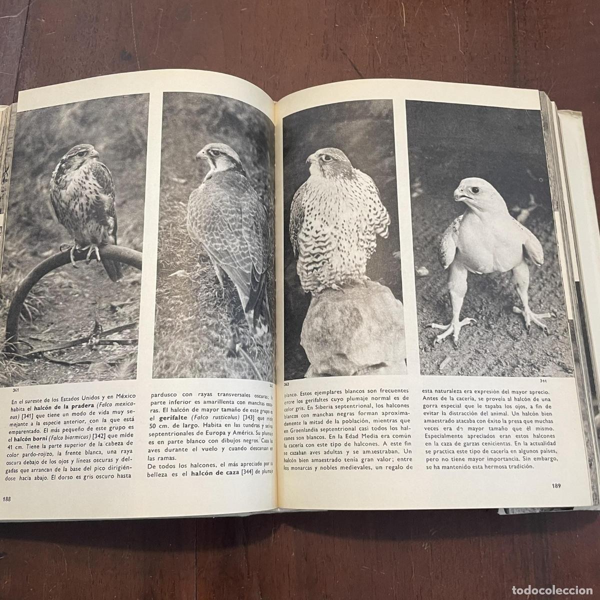 Libros: Gran enciclopedia ilustrada de las aves - J. Hanzak - Foto 3