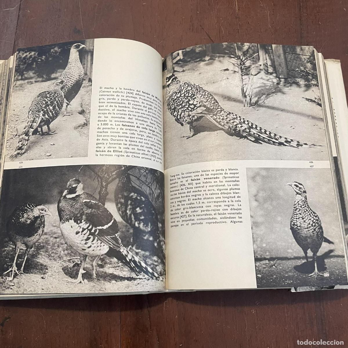 Libros: Gran enciclopedia ilustrada de las aves - J. Hanzak - Foto 4