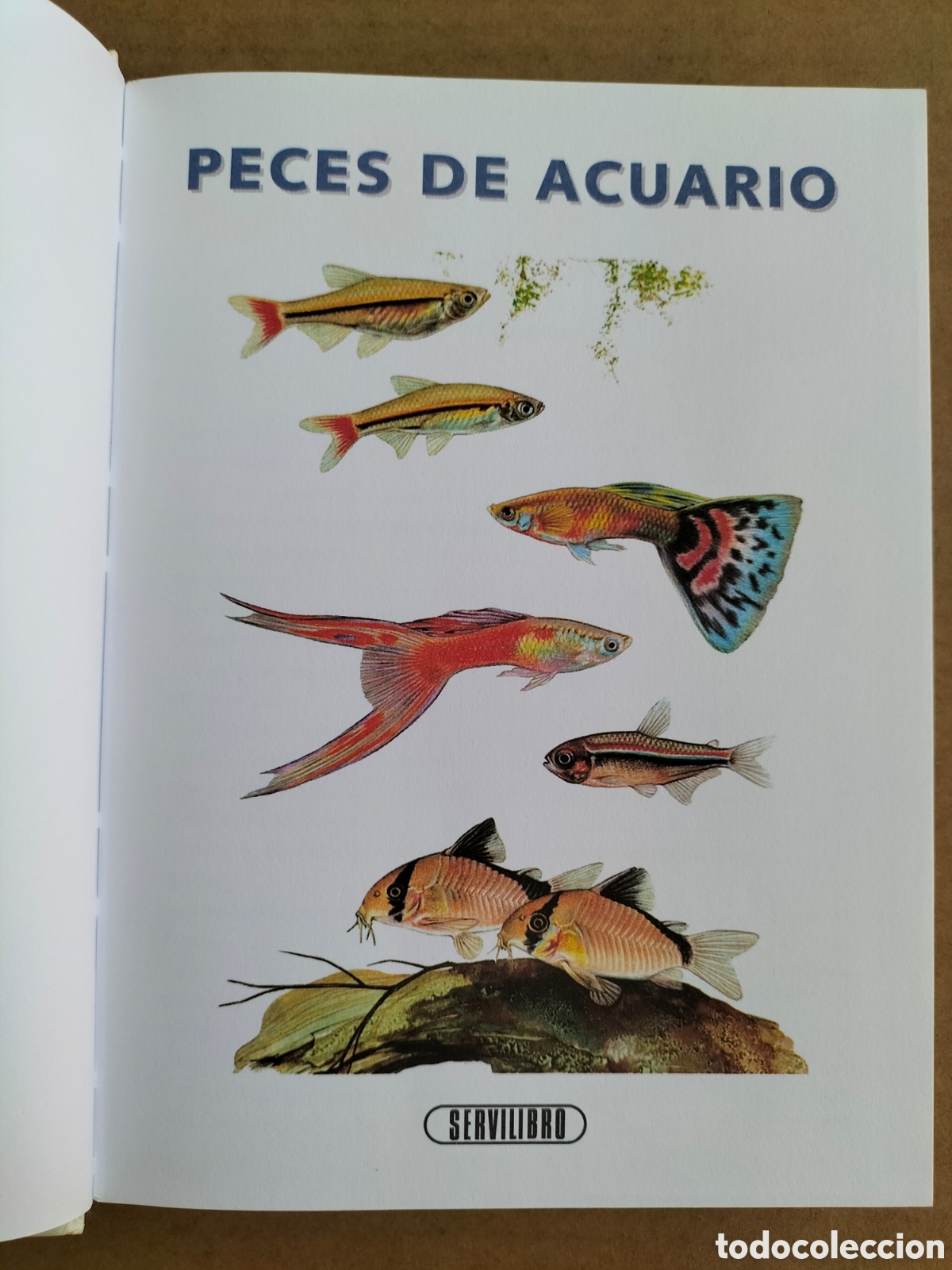 Libros: Manual de peces de acuario. Servilibro ediciones. Libro - Foto 5