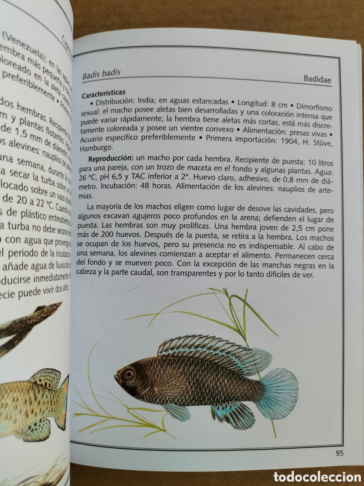 Libros: Manual de peces de acuario. Servilibro ediciones. Libro - Foto 6