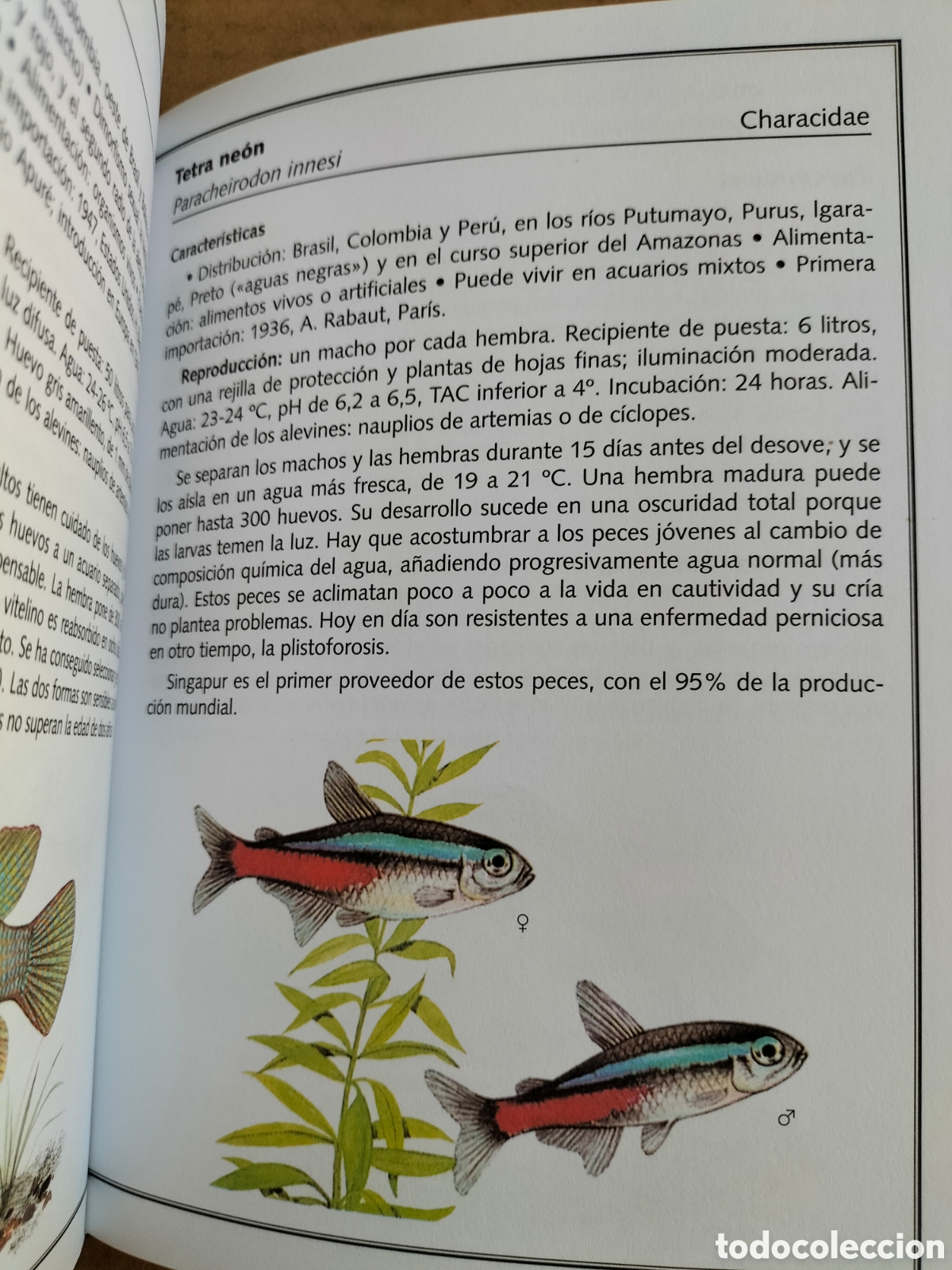 Libros: Manual de peces de acuario. Servilibro ediciones. Libro - Foto 8