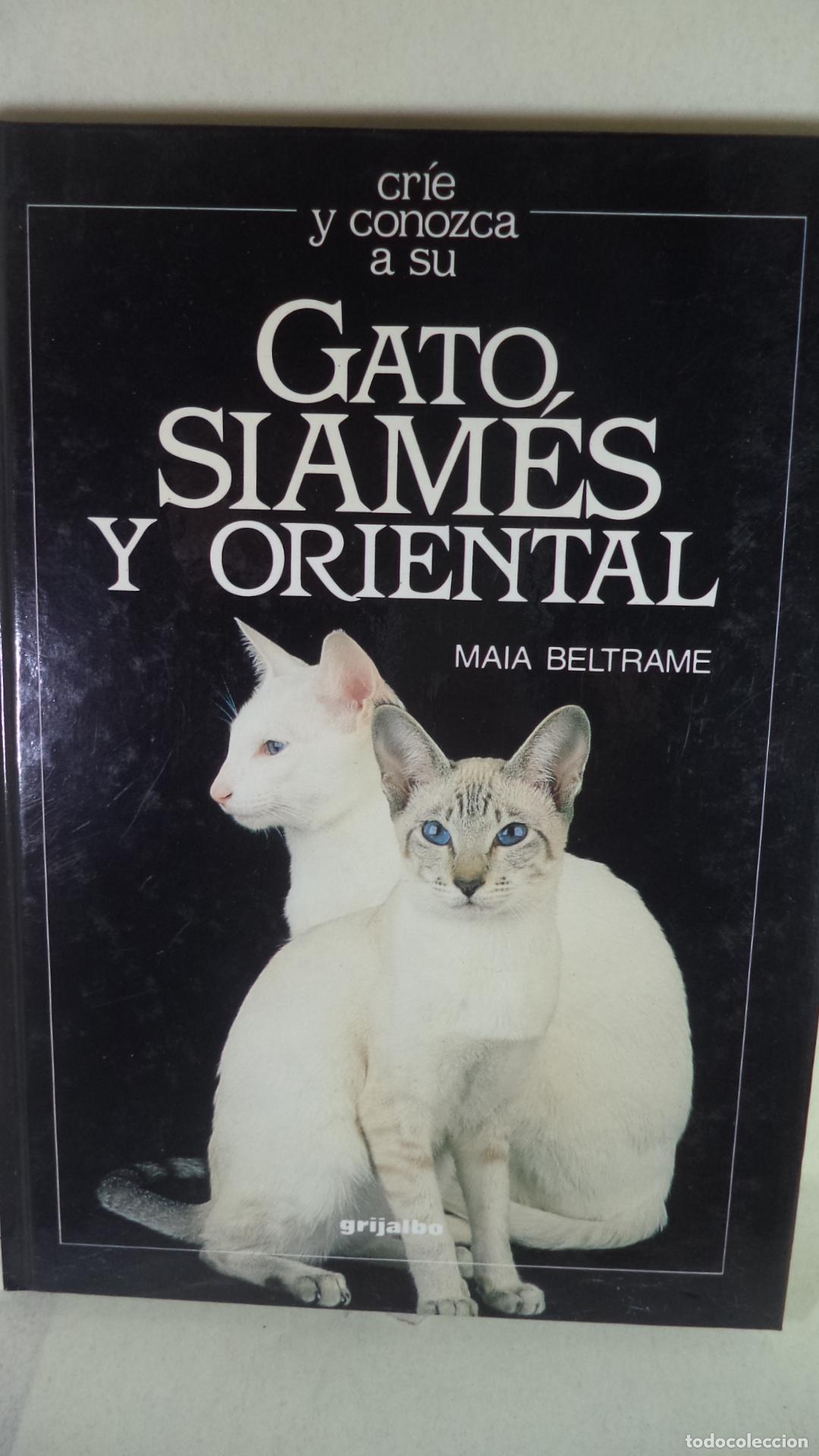 Libros: GATO SIAMES Y ORIENTAL - MAIA BELTRAME - Foto 1