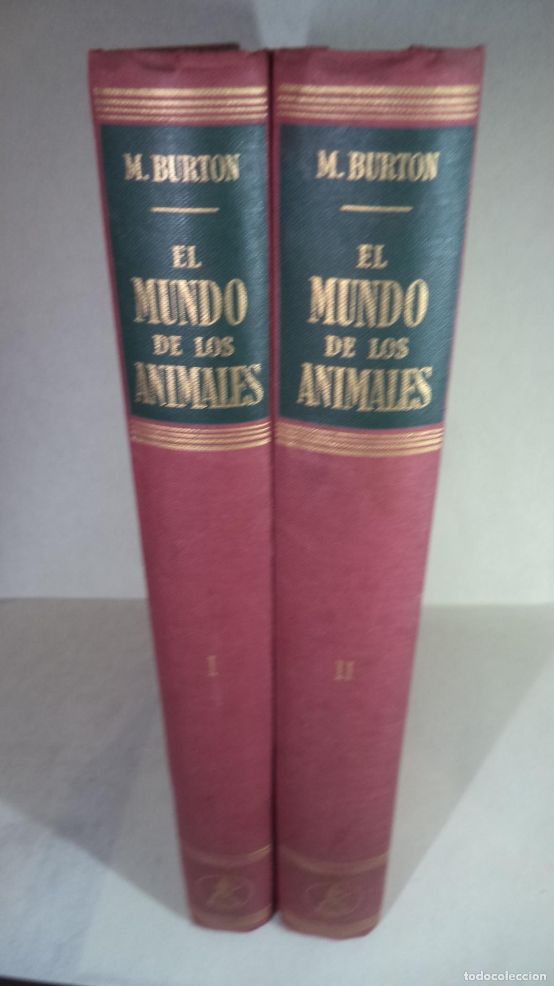 Libros: EL MUNDO DE LOS ANIMALES - MAURICE BURTON - Foto 1