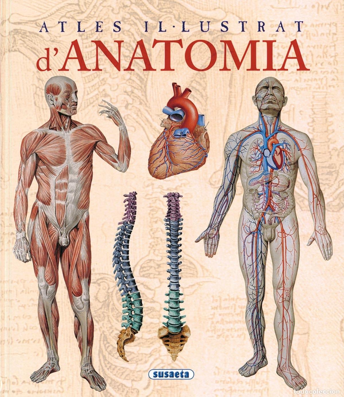 Libros: Atles il-lustrat danatomia - Rigutti, Adriana - Foto 1