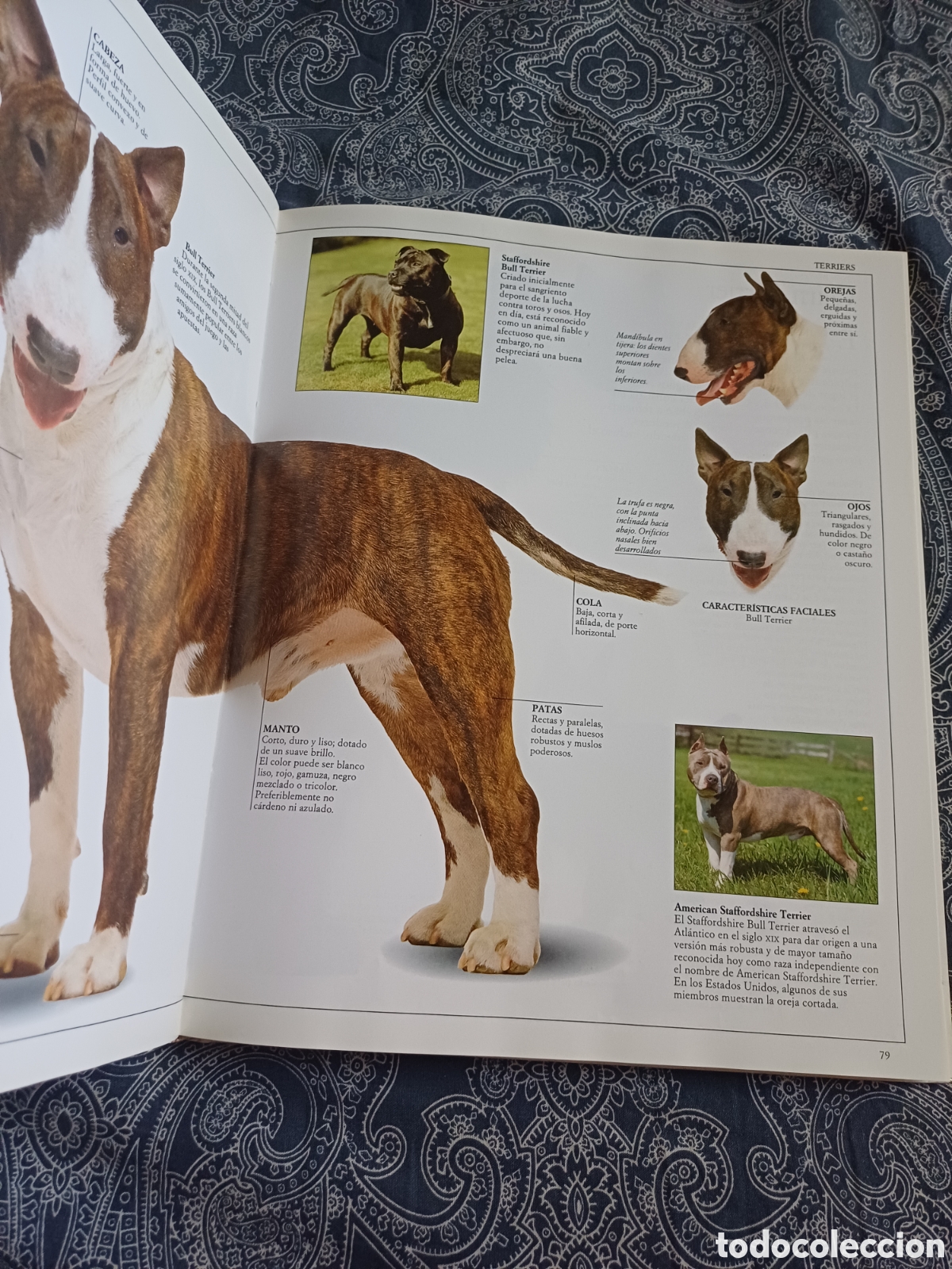 Libros: El gran libro del perro David Taylor - razas anatomia historia - Foto 3