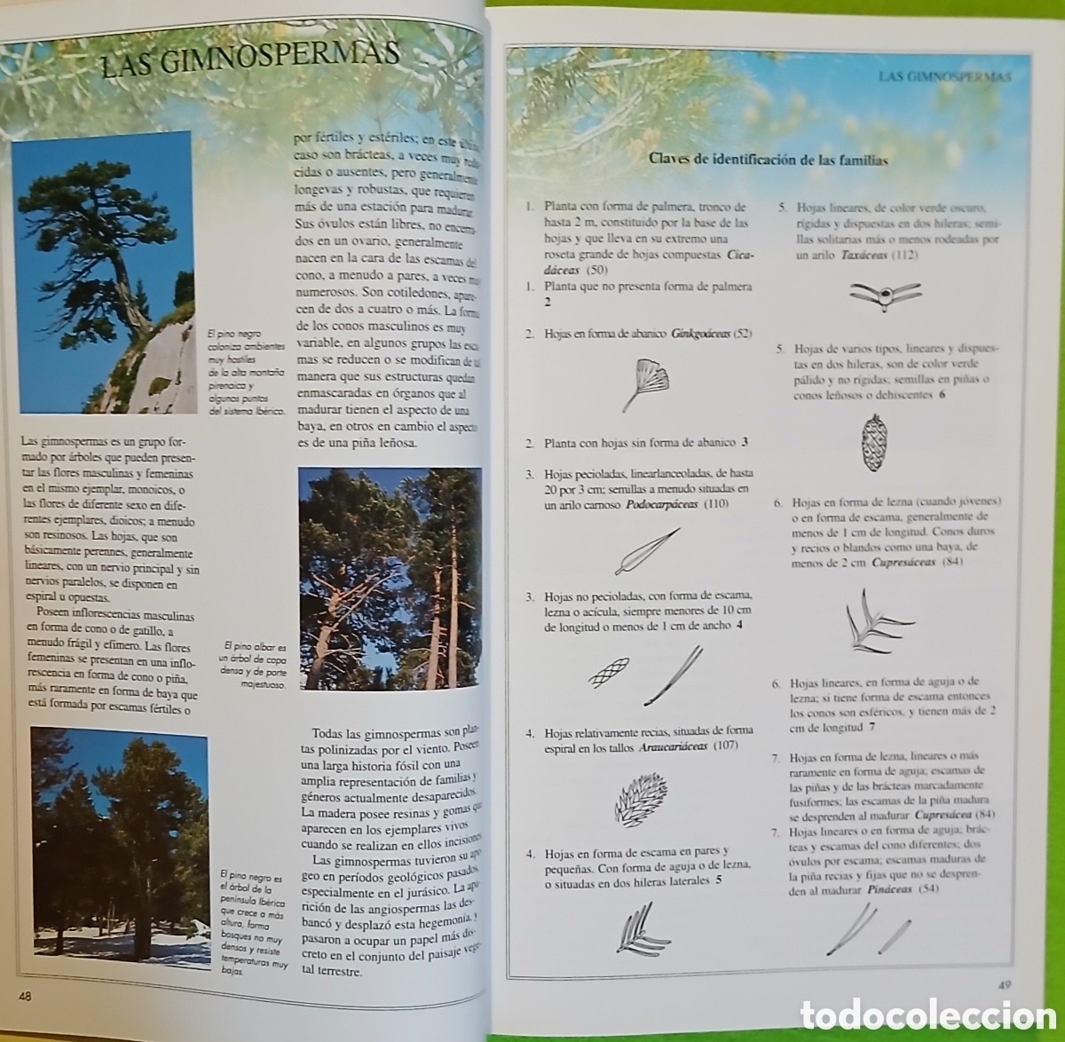 Libros: Arboles de la peninsula iberica - Foto 5