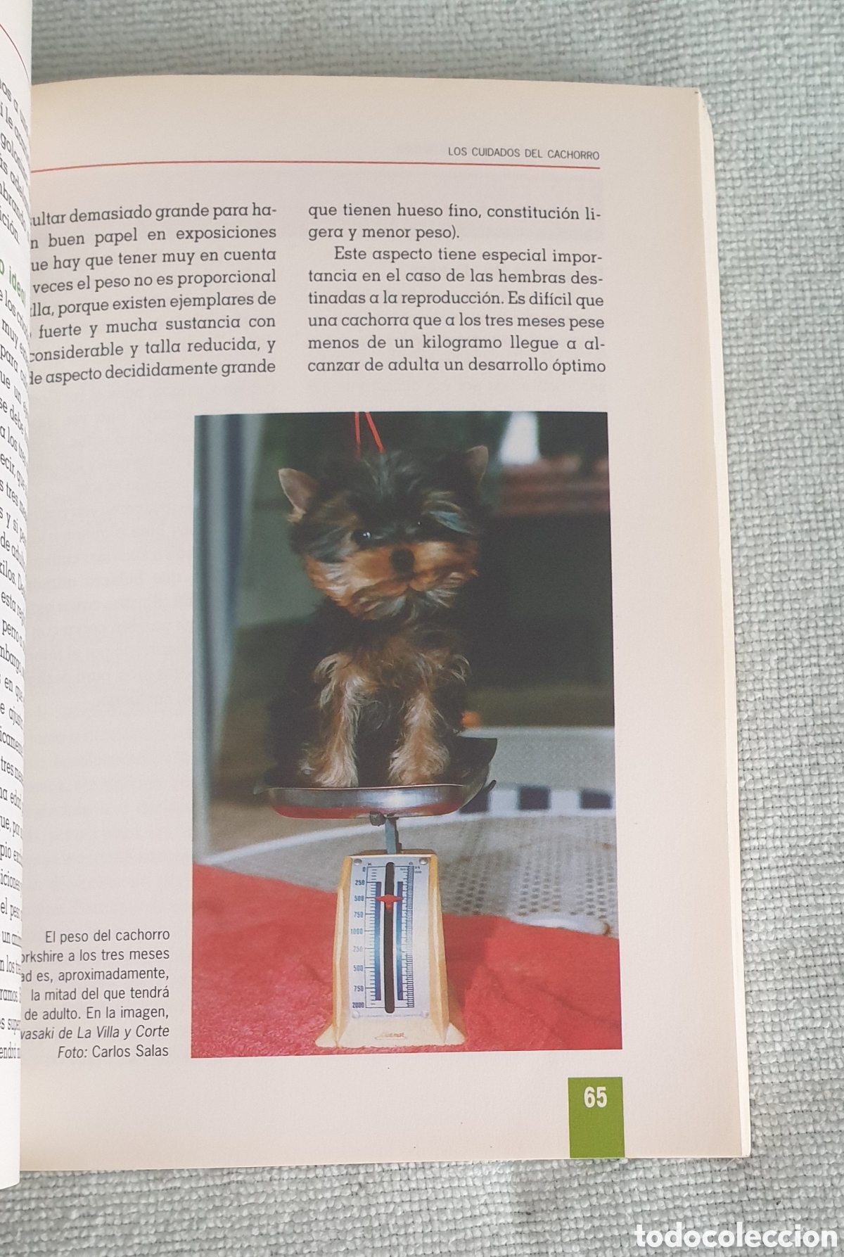 Libros: Yorkshire Terrier. Carlos Salas y Ana Maeso. - Foto 4