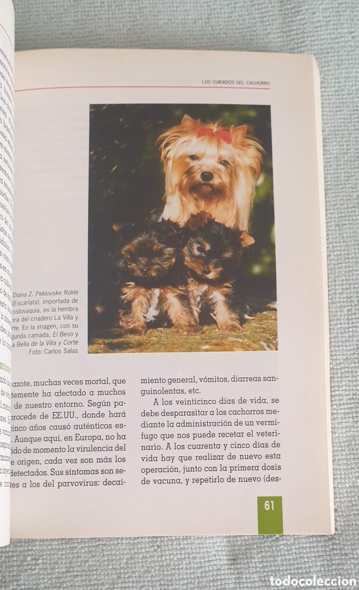 Libros: Yorkshire Terrier. Carlos Salas y Ana Maeso. - Foto 5