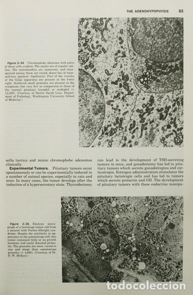 Libros: WILLIAMS. (Robert H.) - TEXTBOOK OF ENDOCRINOLOGY. - Foto 3